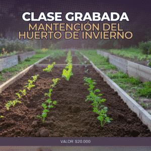 Clase grabada: Mantención del huerto de invierno