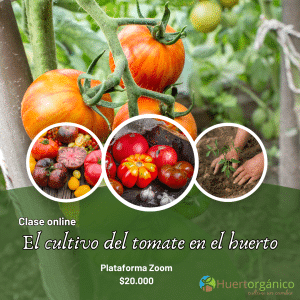 Clase online El cultivo del tomate en el huerto